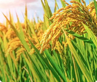 農作物種子包裝袋