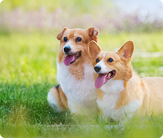 寵物食品包裝袋